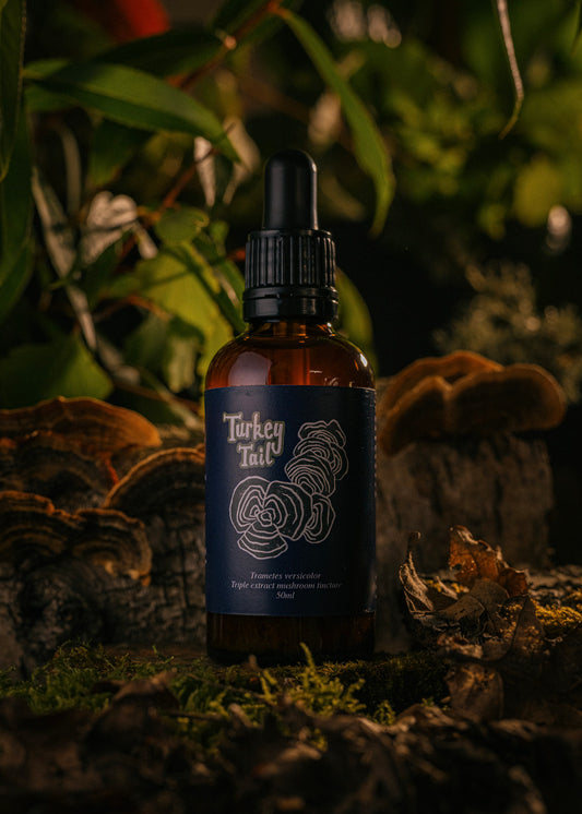 Turkey Tail Tincture