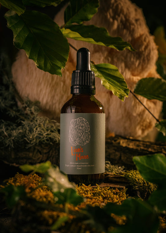 Lion's Mane Tincture