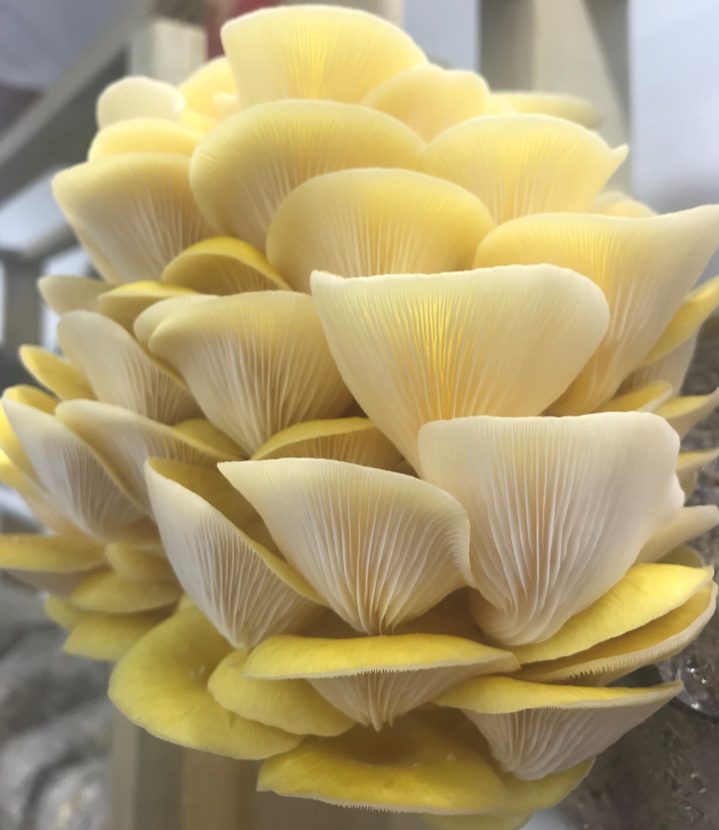 Golden Oyster (Pleurotus citrinopileatus)