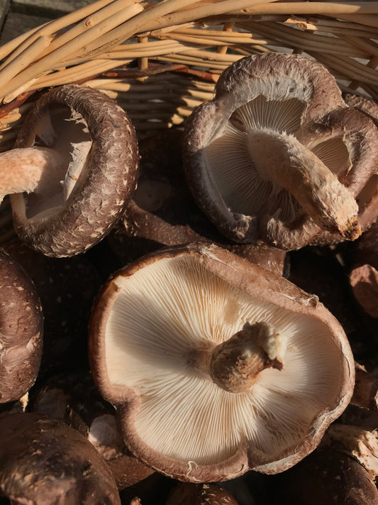 Shiitake (Lentinula edodes) - Log-grown - 250g