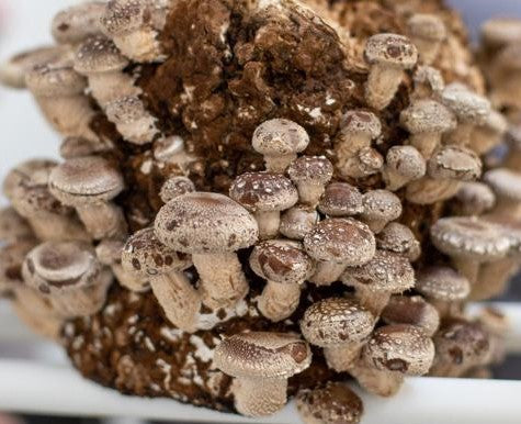 Shiitake (Lentinula edodes) - Indoor-grown - 250g